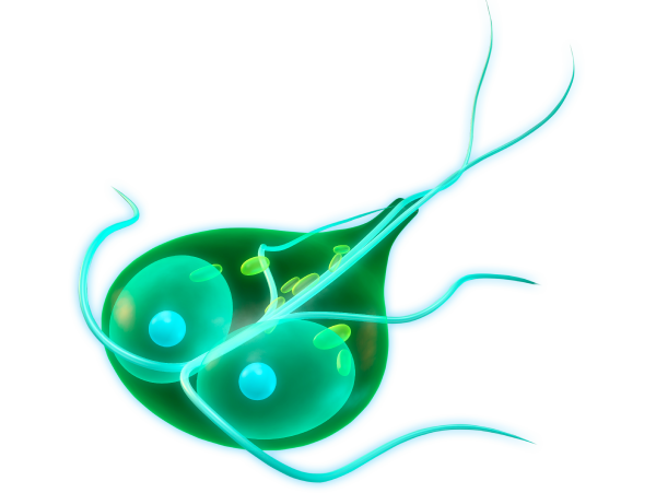 Bacteria