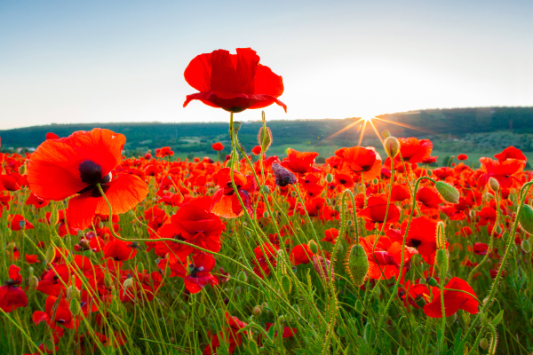 Campo de amapolas
