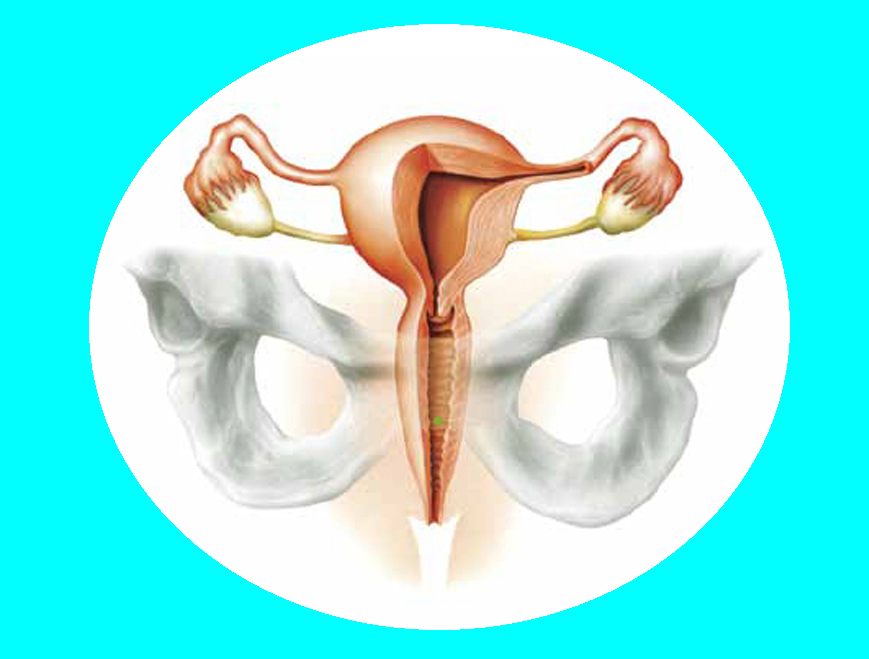 Aparato reproductor feménino, ovarios, ovidúctos, trompas de falopio, vagina, útero