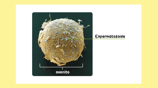 Ovocito, óvulo, espermatozide, gametos