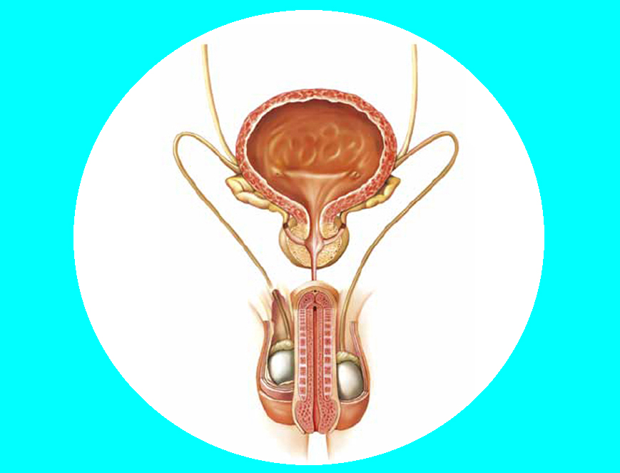 Aparato reproductos masculino, próstata, conductos deferentes, epidídimo, uretra