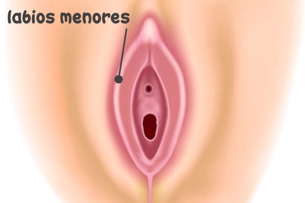 Labios menores