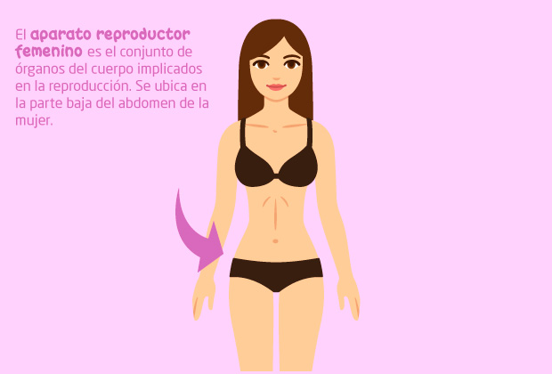 Ubicación del aparato reproductor femenino
