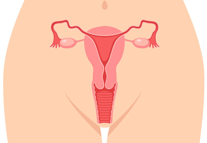 Aparato reproductor femenino