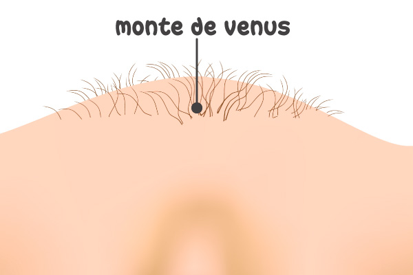 Monte de venus