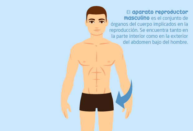 Ubicación del aparato reproductor masculino