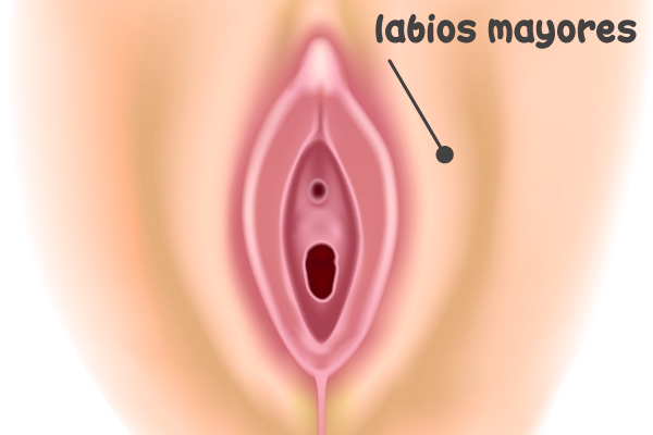 Labios mayores