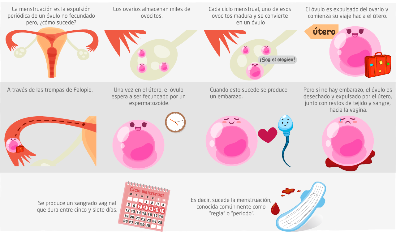 Ciclo menstrual