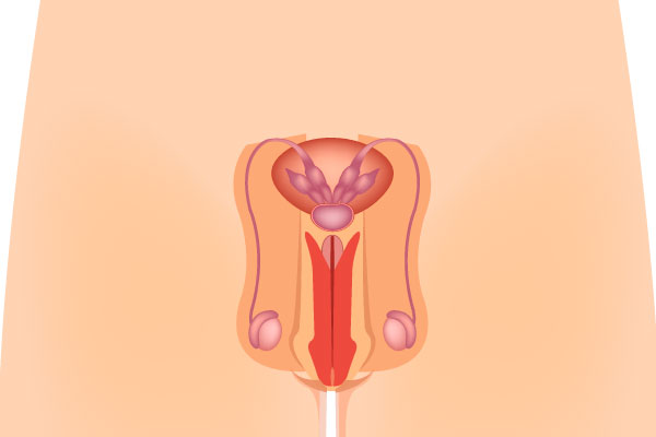 Aparato reproductor masculino