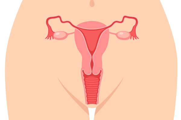 Aparato reproductor femenino