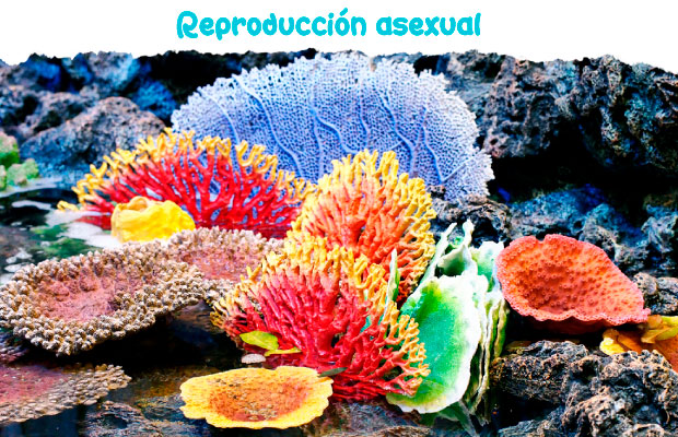 Reproducción social