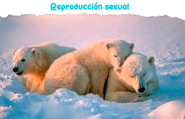 Reproducción sexual