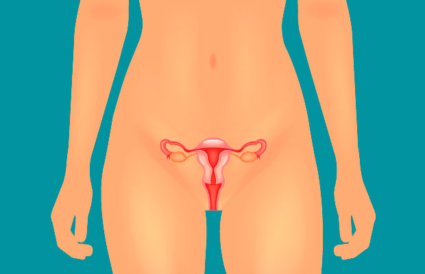 Aparato reproductor masculino