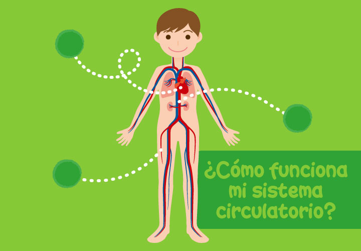 Funcionamiento del sistema circulatorio