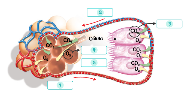 Esquema de intercambio de gases