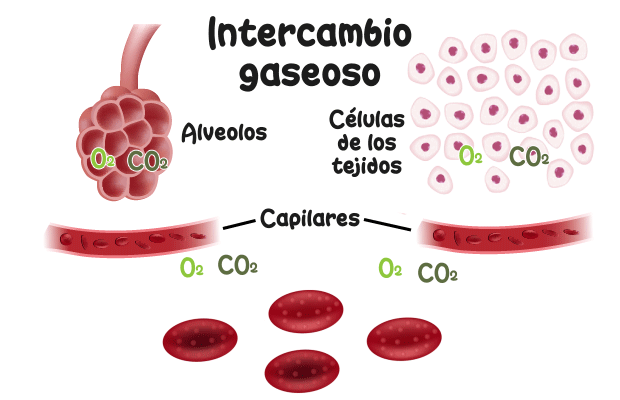 Intercambio gaseoso O2 CO2