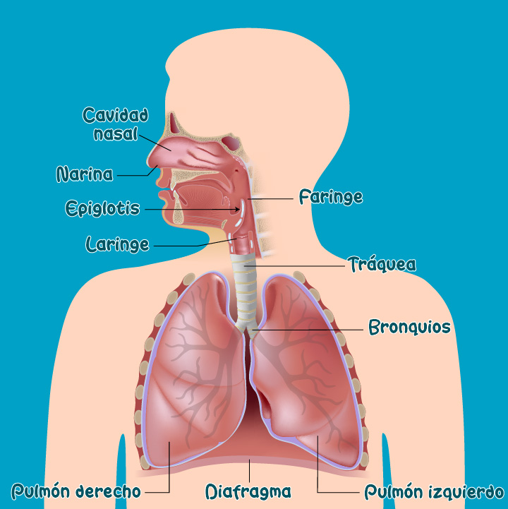 Aparato Respiratorio