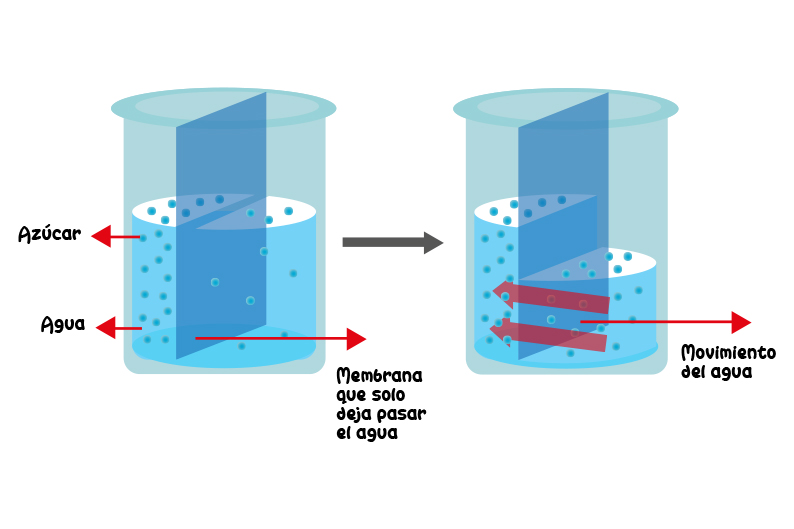 Membrana Experimento Laboratorio  Pasar Mezclar Combinar Sustancias