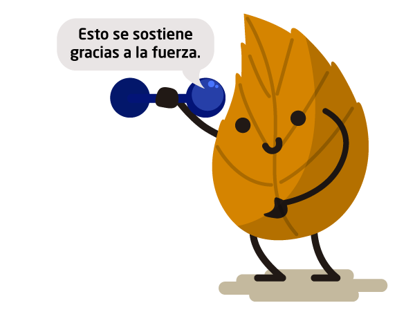 Hoja