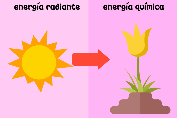 Transformación de energía: sol (energía radiante) a planta (energía química)