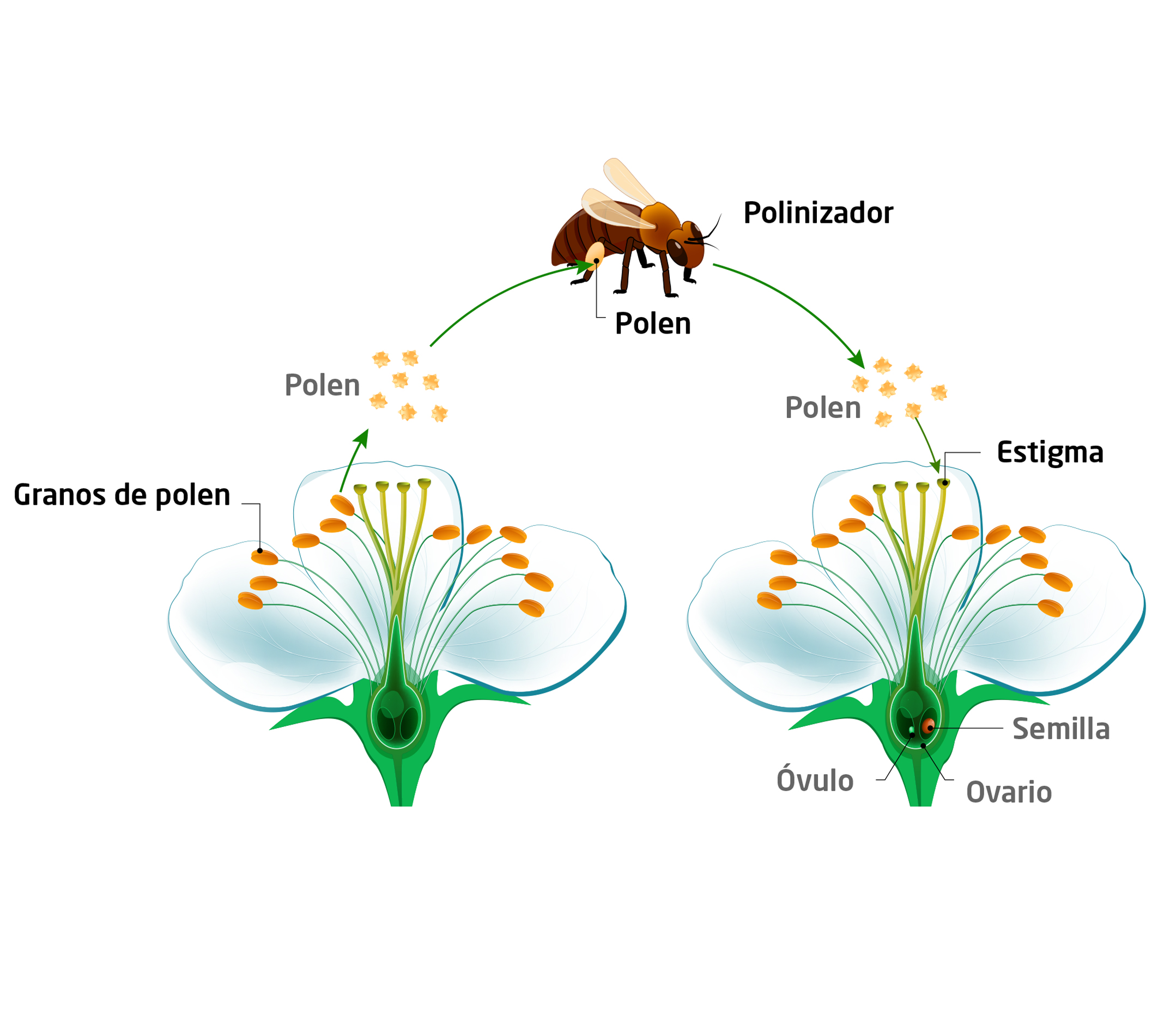 Funciones de la flor