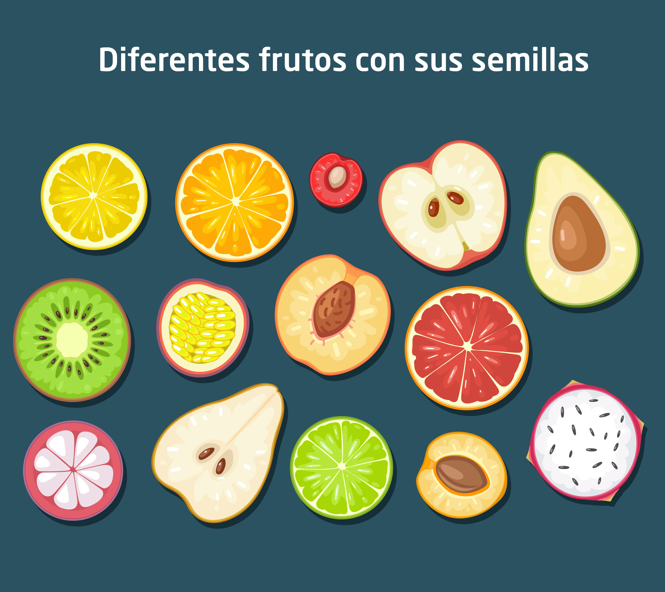 Funciones del fruto