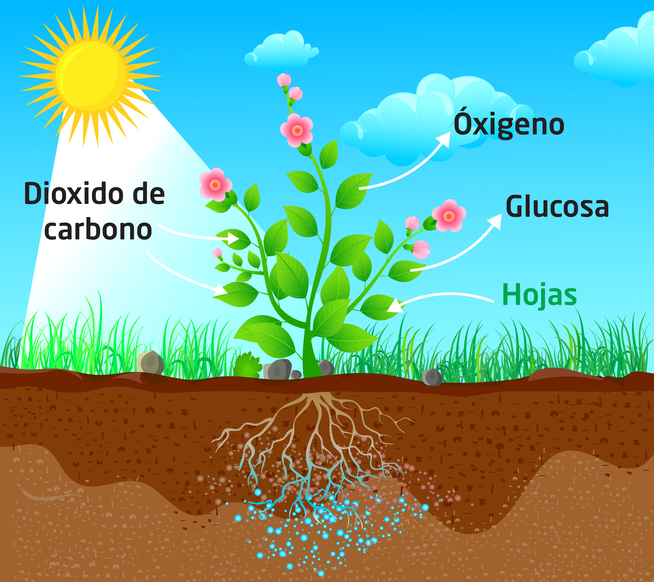 Funciones de las hojas