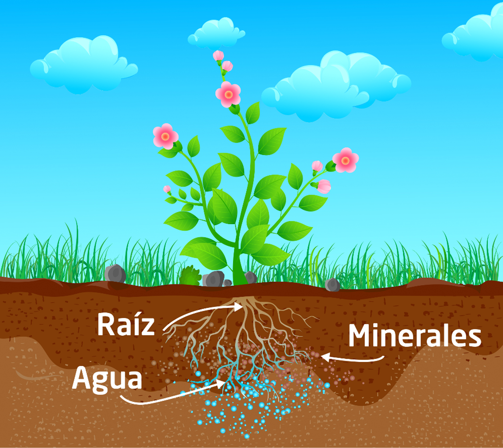 Funciones de la raíz
