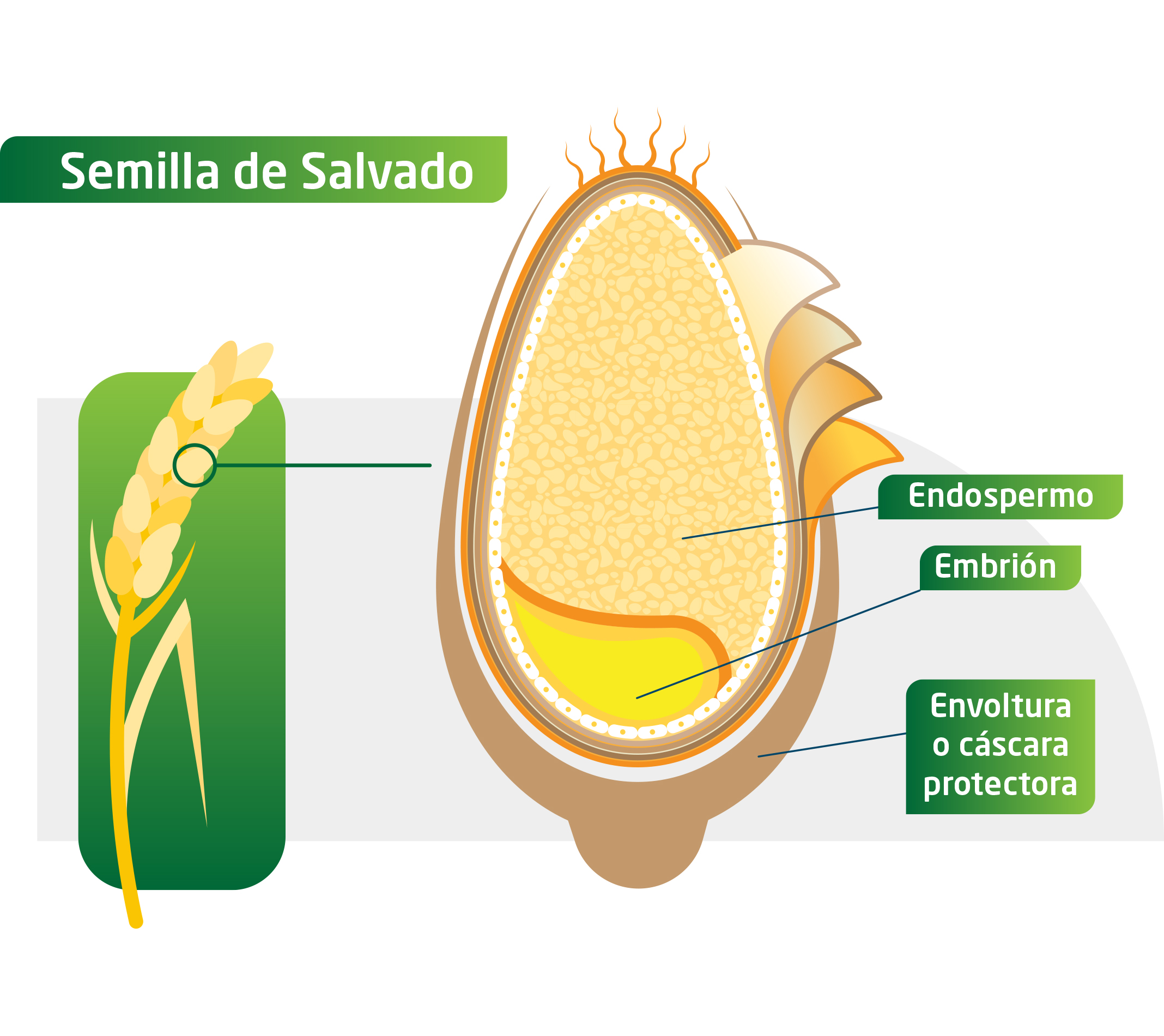 Partes y funciones de una semilla