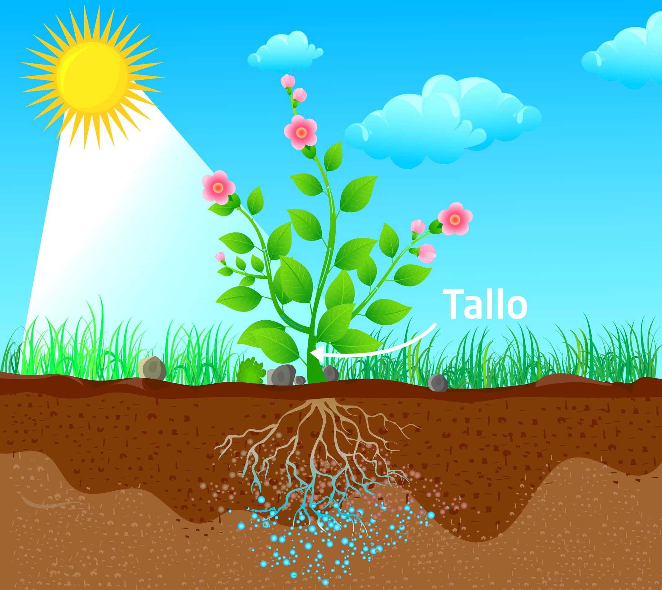 Funciones del tallo