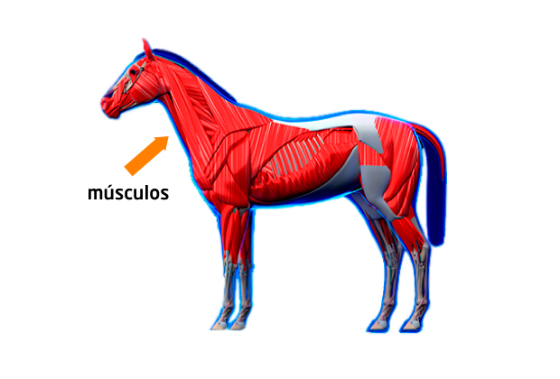 Músculos de caballo