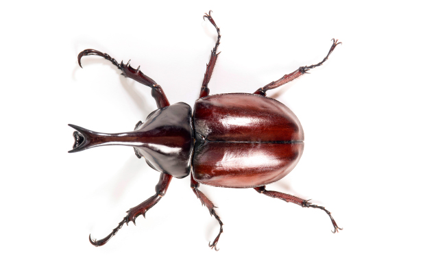 Insecto con exoesqueleto