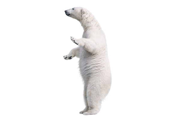 Oso polar