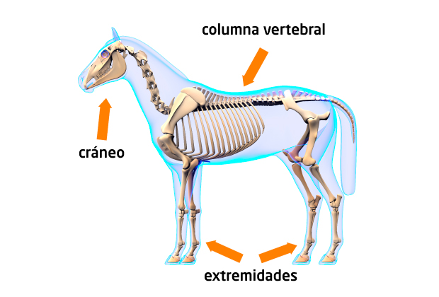 Esuqeleto de caballo
