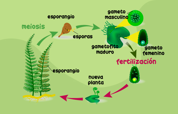 Esporas