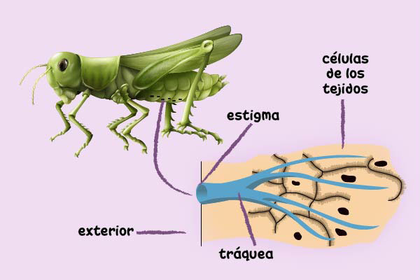 Respiración traqueal en un saltamontes