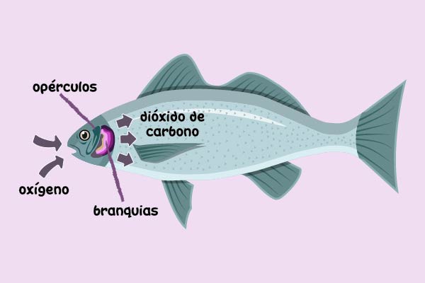 Respiración branquial en un pez
