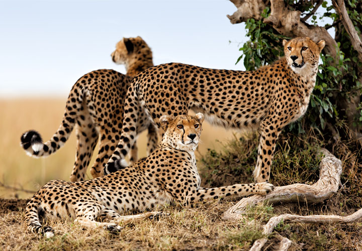 Grupo de tres leopardos
