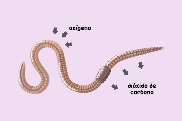 Respiración cutánea en una lombriz