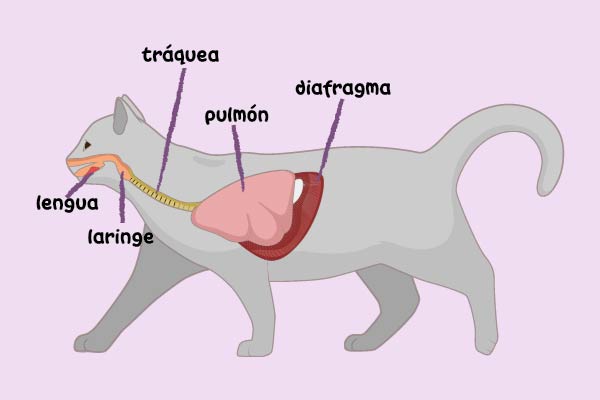 Respiración pulmonar en un gato