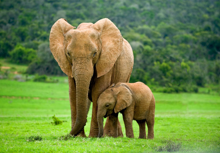 Elefante mamá con elefante bebé