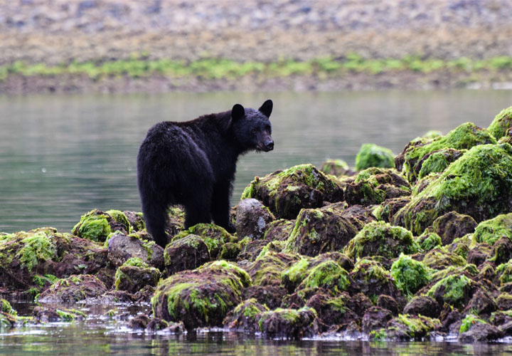 Oso al lado del río