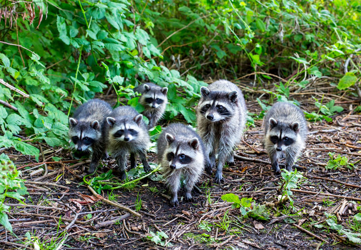 Grupo de seis mapaches