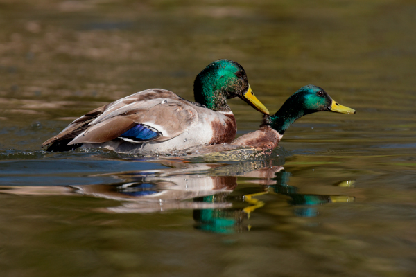 Patos copulando