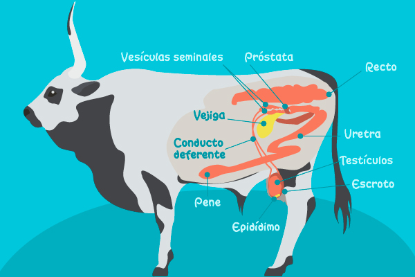 Sistema reproductor de un toro