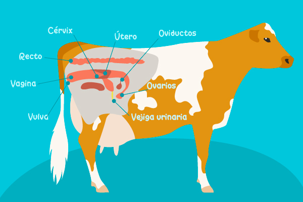 Sistema reproductor de una vaca