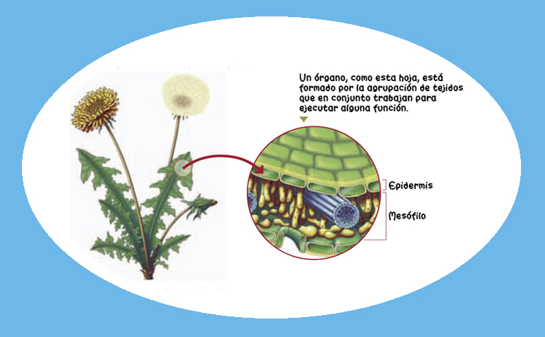 Planta, vegetal, órganos, epidermis, mesófilo