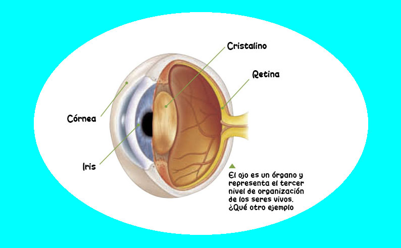 Órgano, animal, ojo, córnea, retina, cristalino, Iris, tercer nivel