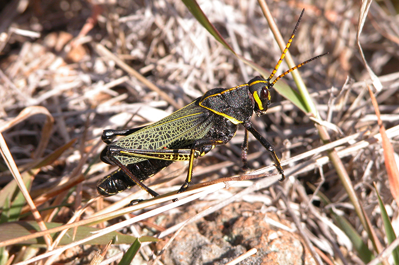Grillo, saltamontes