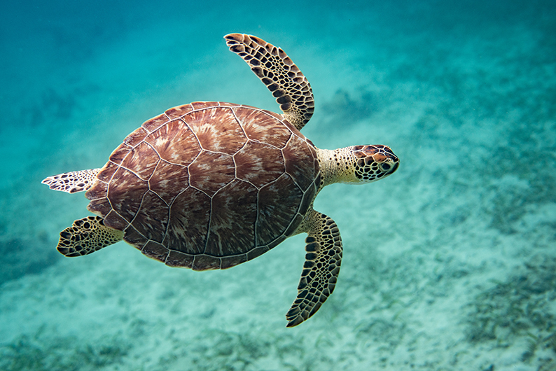 Tortuga, océano